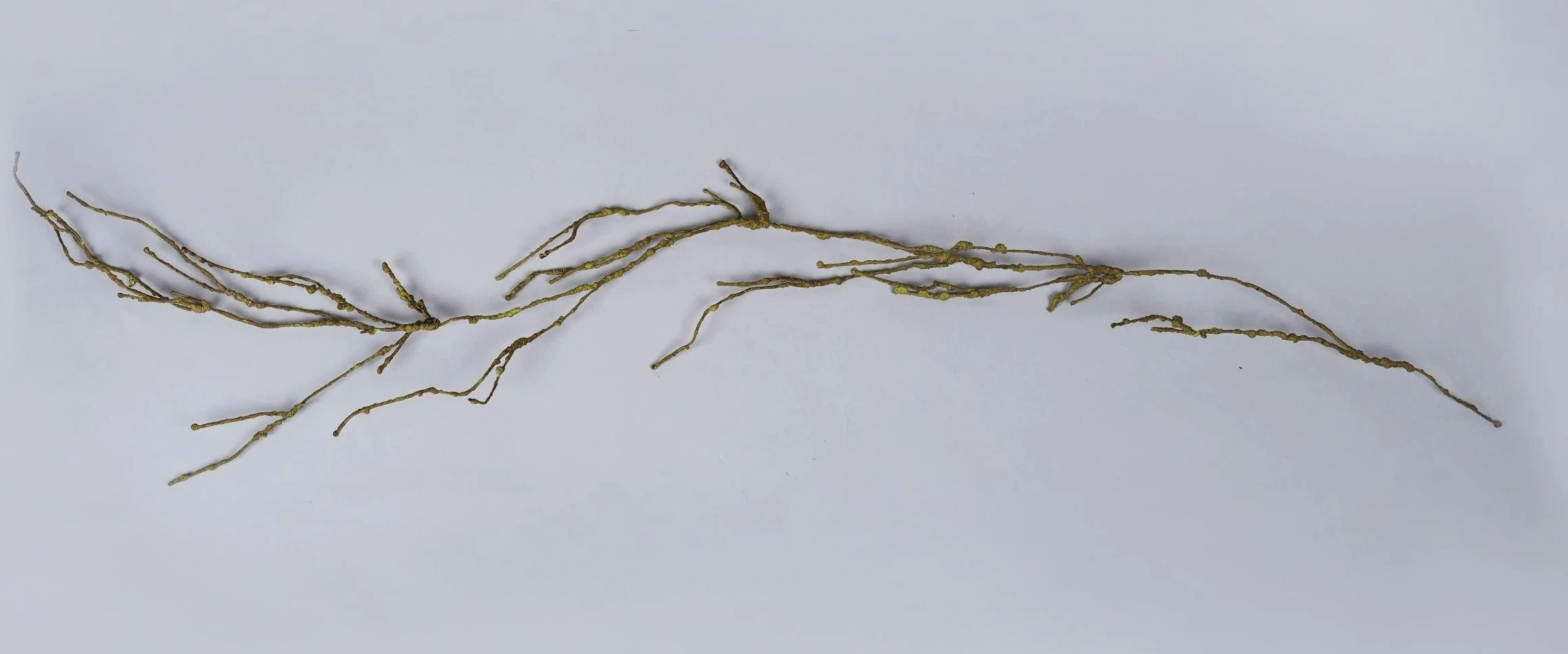 Foam Creeper Hanging 120Cm